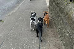 pawsomepals-dog-walking-27