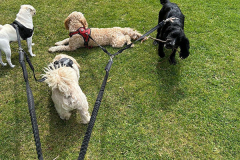 pawsomepals-dog-walking-28