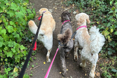 pawsomepals-dog-walking-29