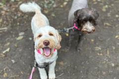 pawsomepals-dog-walking-30
