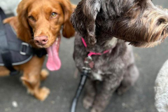 pawsomepals-dog-walking-31