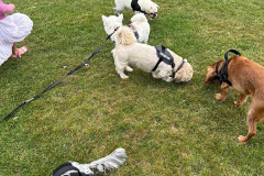 pawsomepals-dog-walking-32