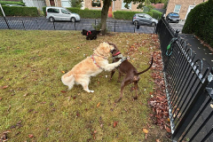 pawsomepals-dog-walking-33