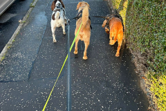 pawsomepals-dog-walking-34