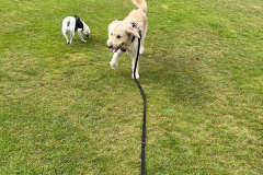 pawsomepals-dog-walking-35