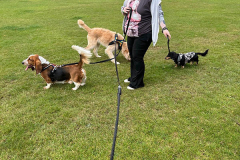 pawsomepals-dog-walking-36