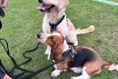 pawsomepals-dog-walking-37