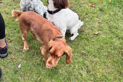 pawsomepals-dog-walking-38