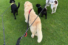 pawsomepals-dog-walking-39