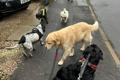 pawsomepals-dog-walking-40